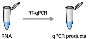 Sơ đồ của phản ứng one-step RT-qPCR